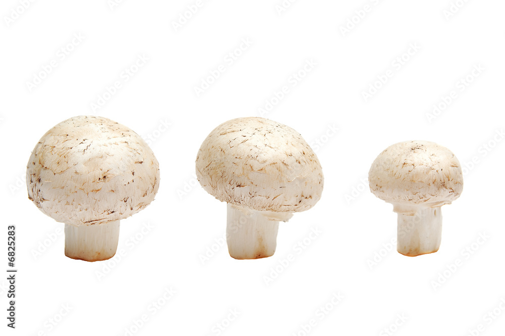 three field mushroom