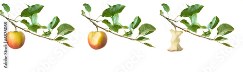 apples  on a branch