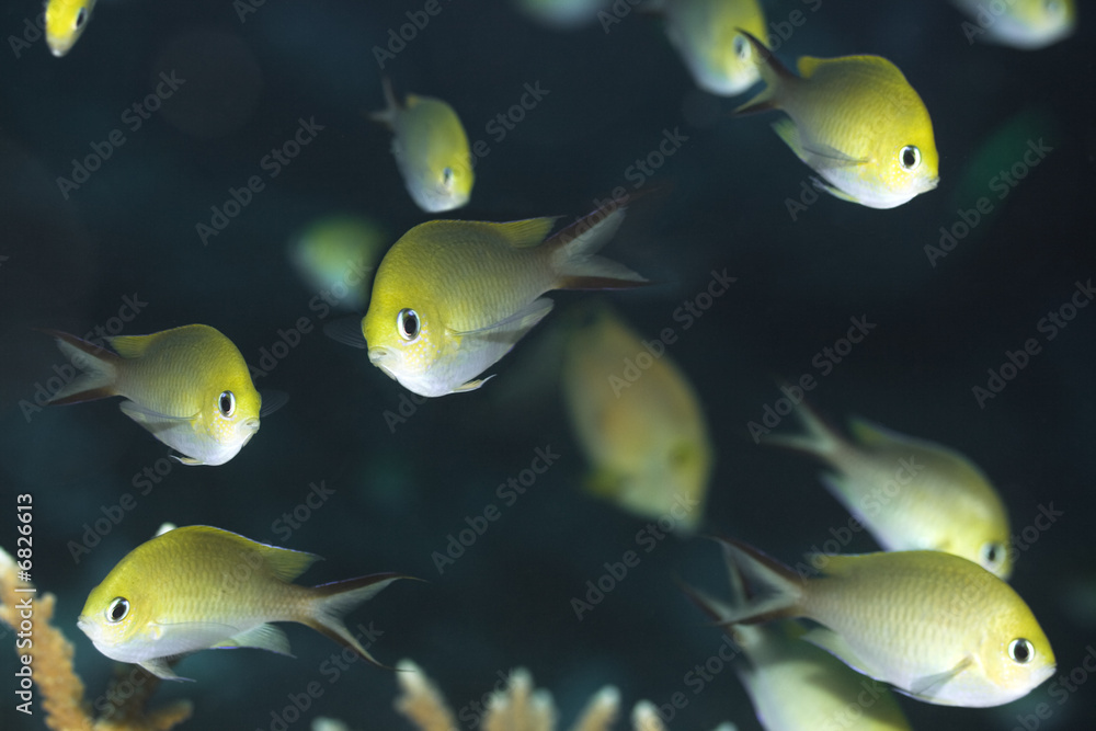 Tropical fishes Golden Chromis Tropical fishes Golden Chromis