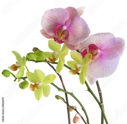 composition of two color pretty orchids