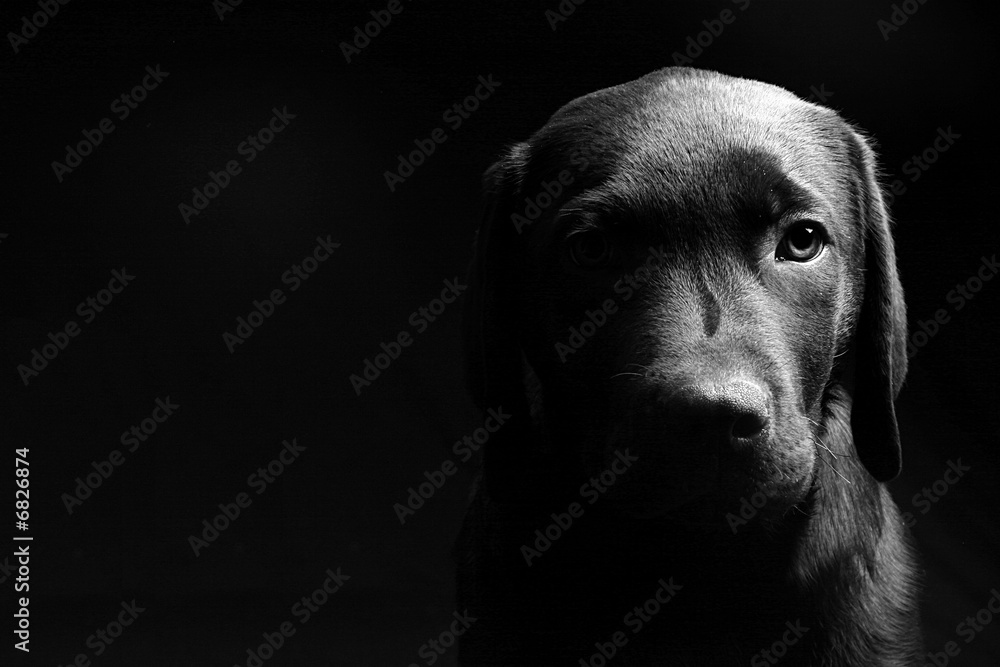 Do Puppies Get Lighter Or Darker