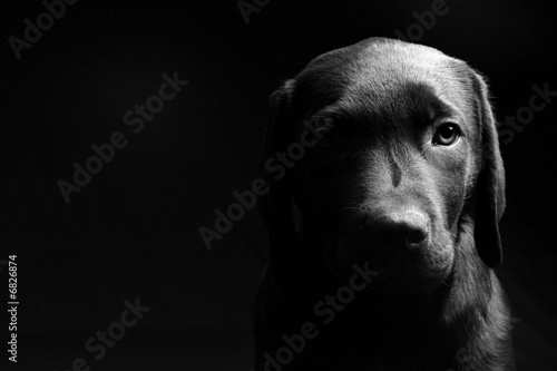 Puppy Light and Dark - Head On