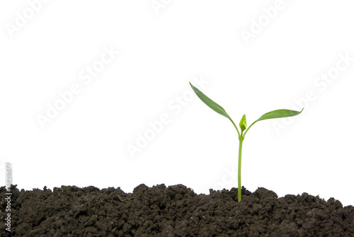 Fotografie plant