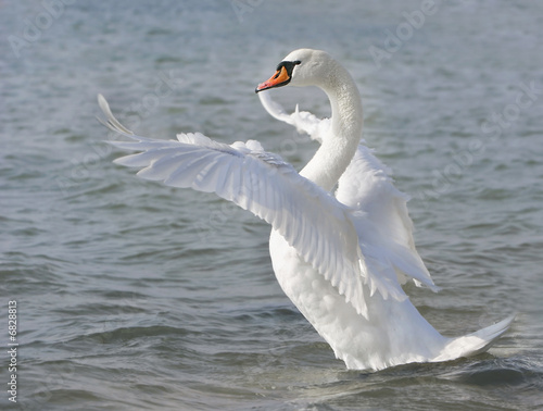 Fototapeta white swan ready to fly