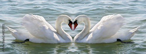 Fotografia swan heart