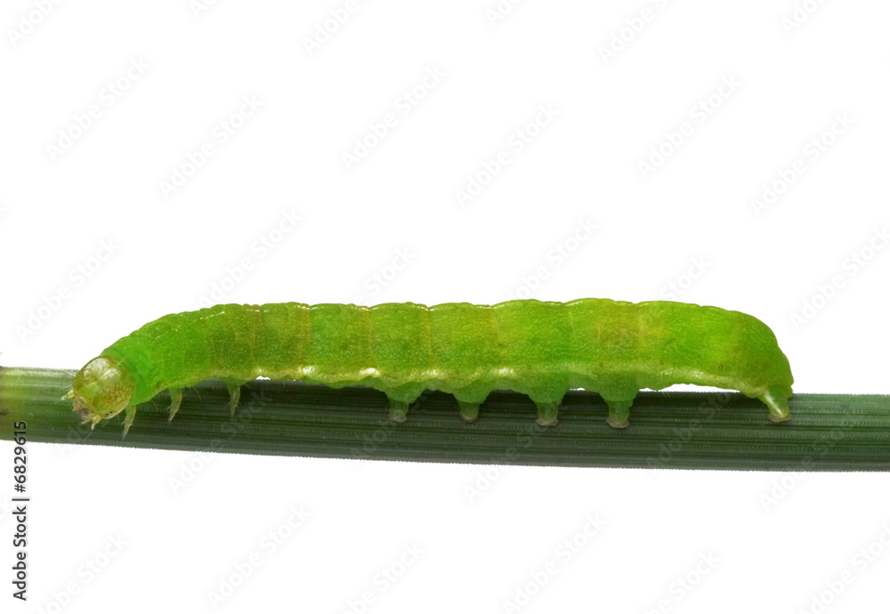Fototapeta premium caterpillar