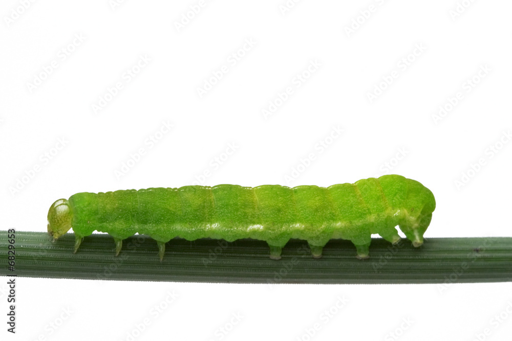 Fototapeta premium caterpillar