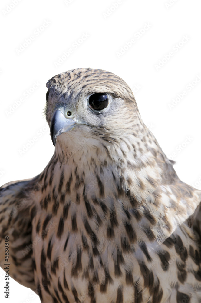 Fototapeta premium Merlin/Geofalcon crossbred