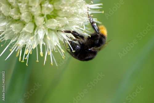bumblebee on the flower
