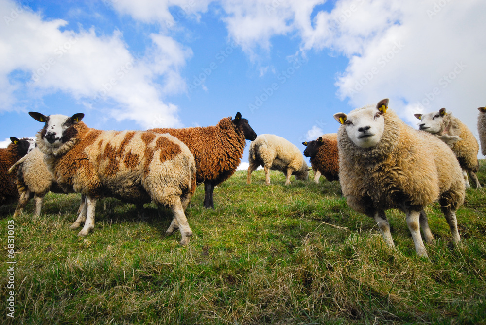 Obraz premium sheep in spring