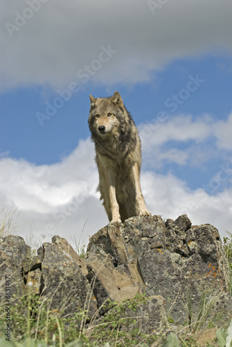 Gray wolf on a Montana ridge