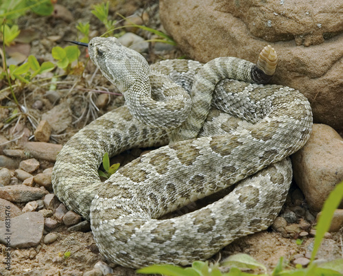 Snake-Prairie rallesnake