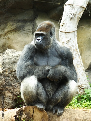 Sitting Gorilla