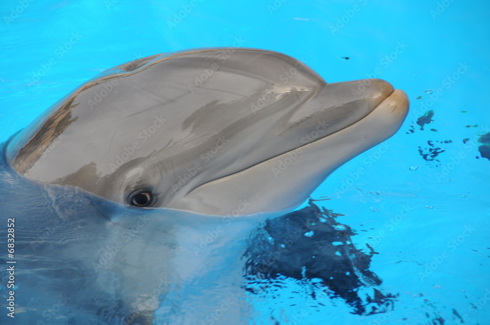 Naklejka premium delphin