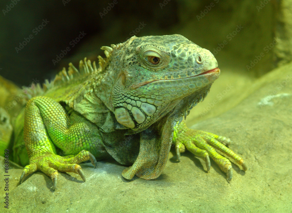 Fototapeta premium Big green lizard in Moscow zoo