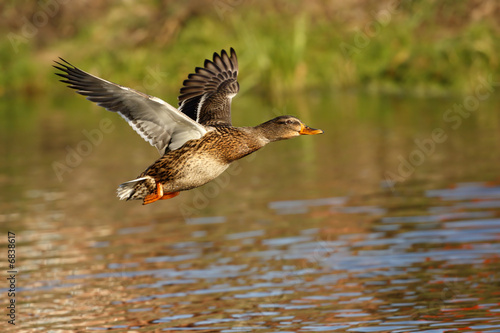 Duck