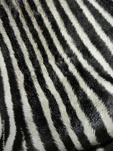 Real Zebra Fur Closeup