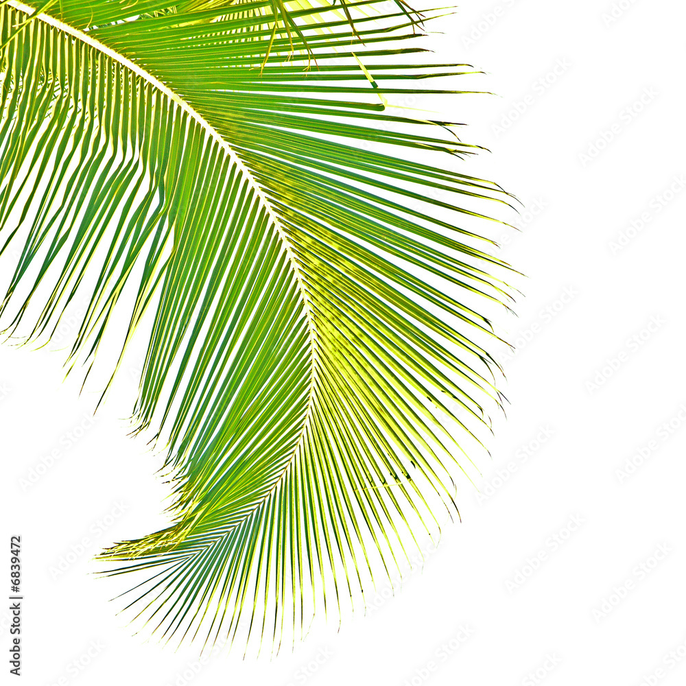 Fototapeta premium palme de cocotier