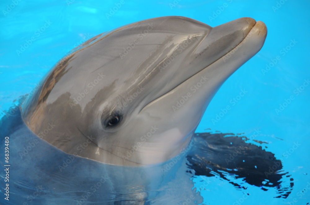 Obraz premium delphin