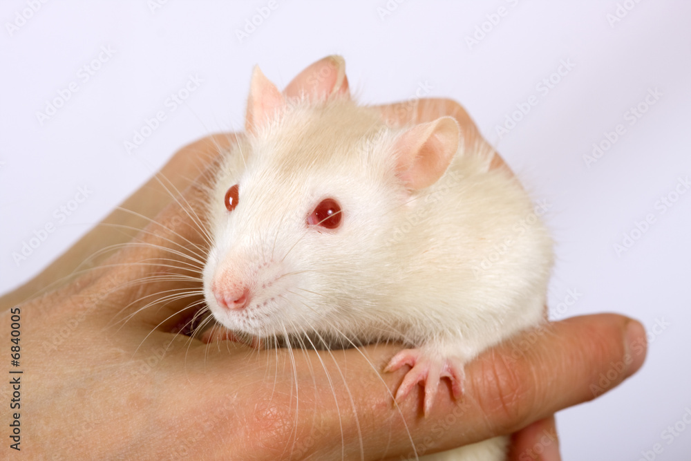 Young white rat