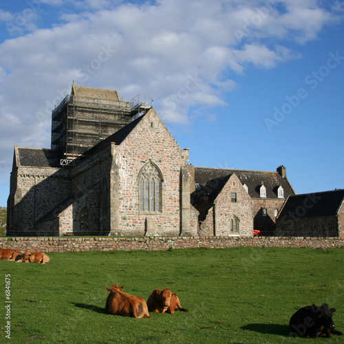Canvas Print Iona Abbey Scotland with cattle