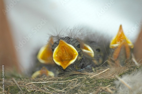 nid nest © muro