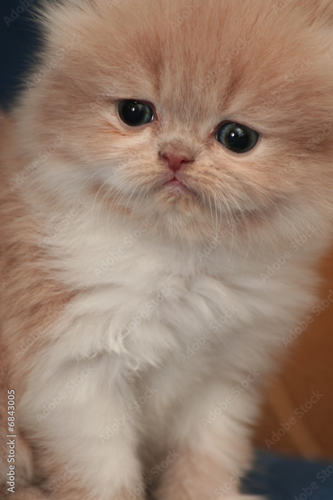 Sight of a small nice fluffy kitten