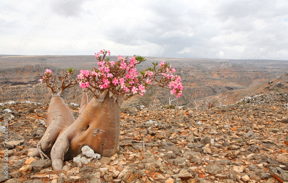 Fototapeta premium Bottle tree - adenium obesum – endemic tree of Socotra Island