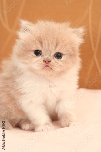 Sight of a small nice fluffy kitten