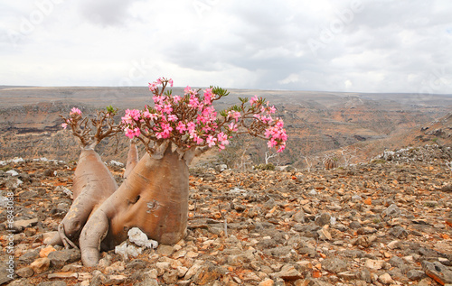 Bottle tree - adenium obesum – endemic tree of Socotra Island photo