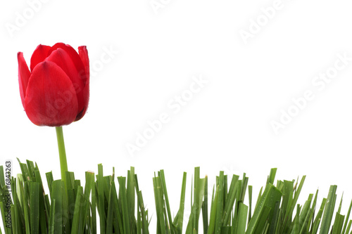 tulip in grass