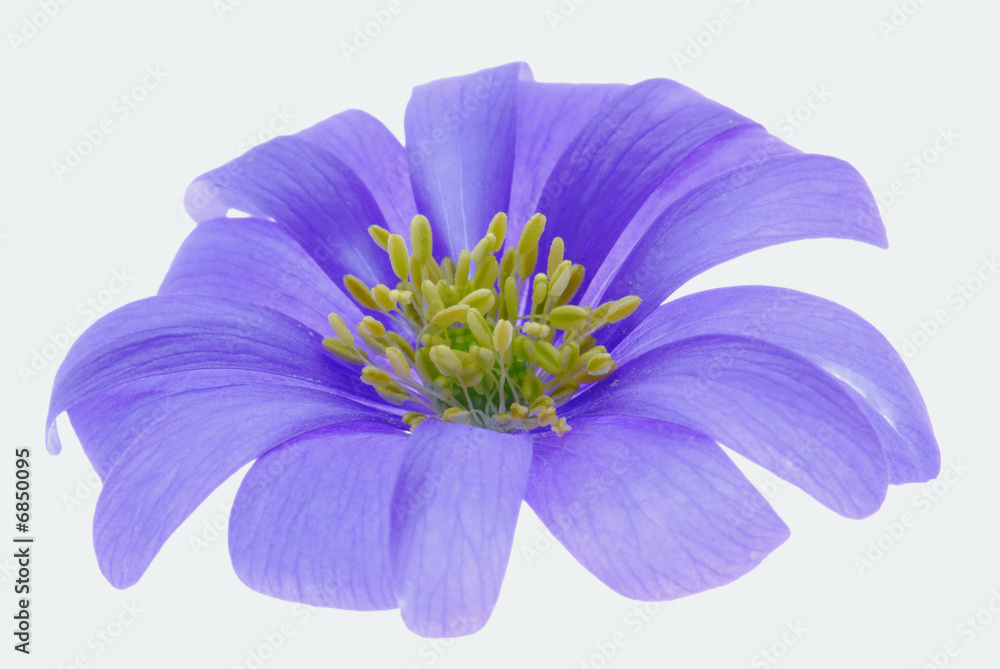 blue flower on white background