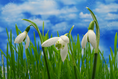 snow drop flowes