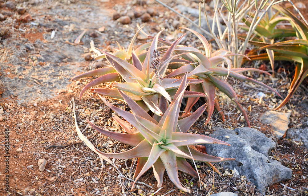 Wild aloe vera from Socotra Island foto de Stock | Adobe Stock