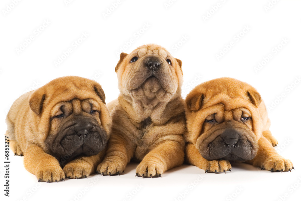 Group of three beautiful sharpei puppies isolated on white backg