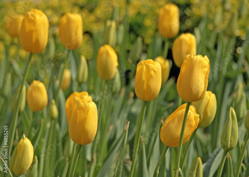 Tulipanes