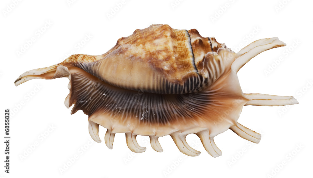 shell on white shell on white