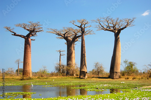 field of Baobab trees in Madagascar #6857277