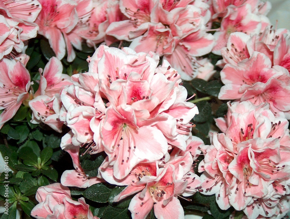 Fototapeta premium fiore