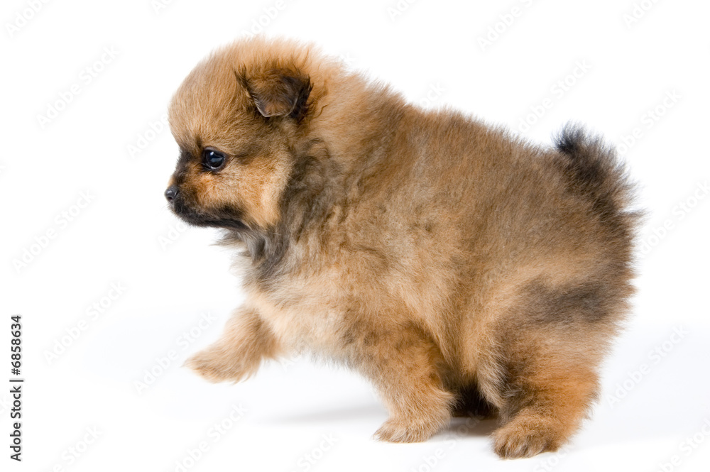 Obraz premium The puppy of the spitz-dog in studio 