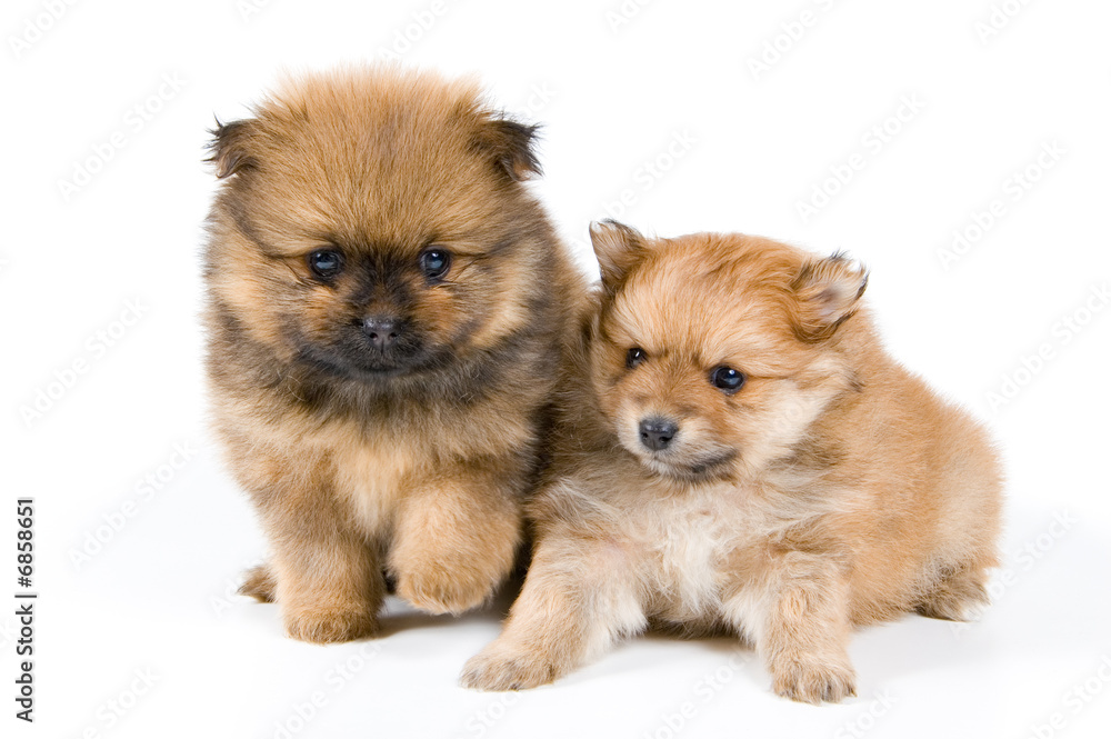 Obraz premium Two puppies