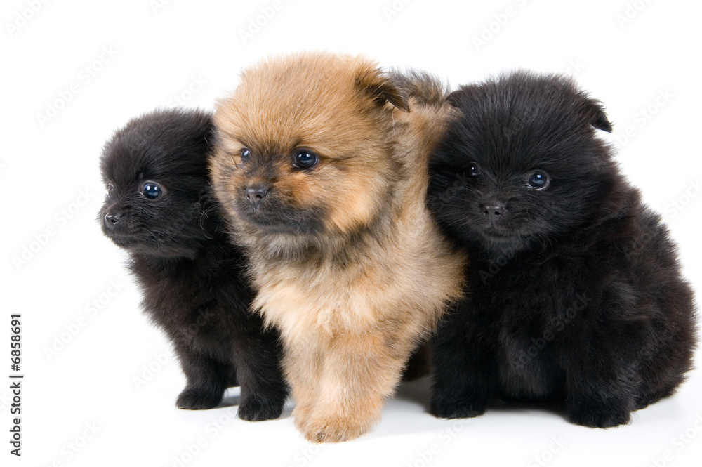 Fototapeta premium Three puppies of the spitz-dog in studio