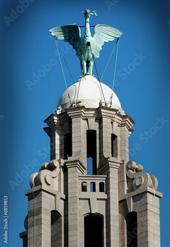 royal liverbird, liverpool photo