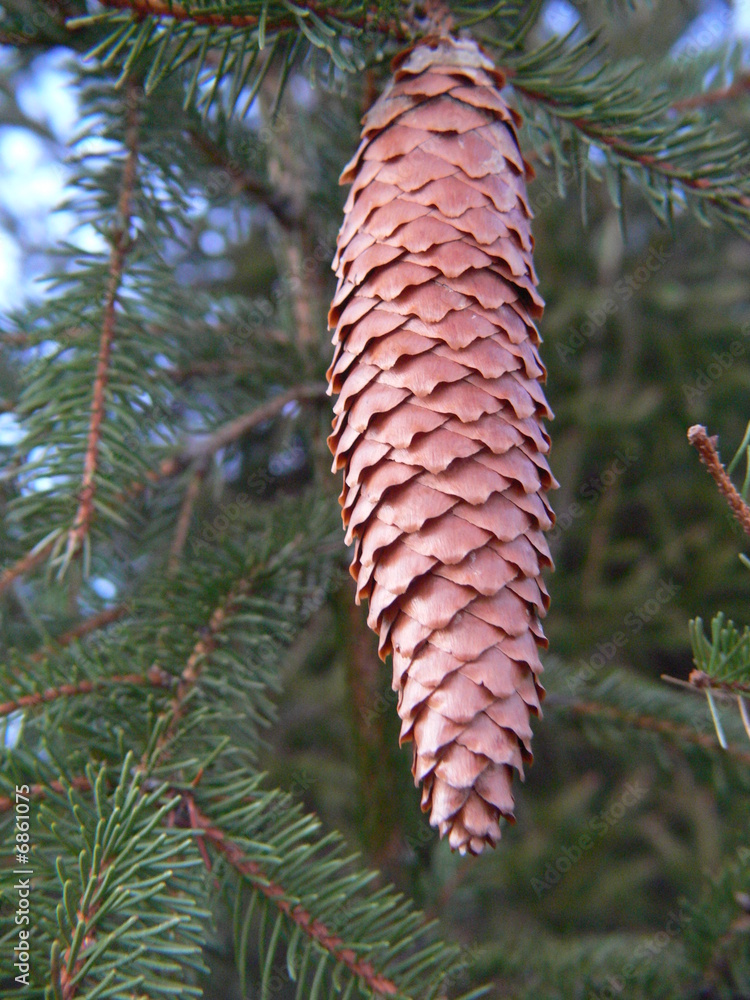 Tannenzapfen StockFoto Adobe Stock