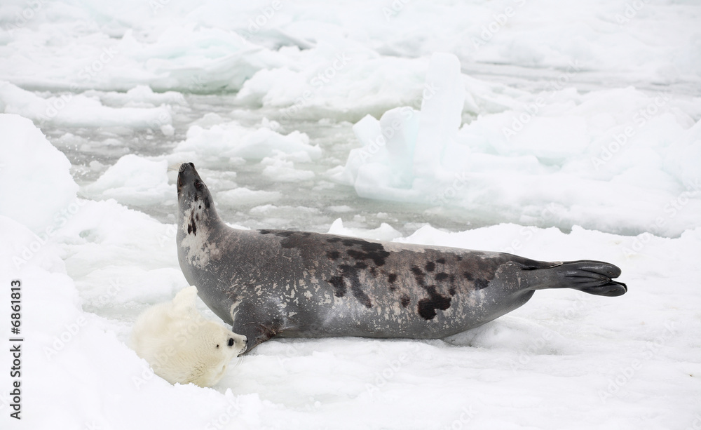 Naklejka premium Happy mother harp seal cow and newborn pup on ice