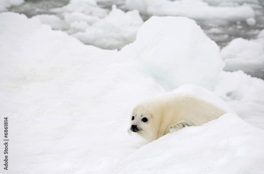 Obraz premium Baby harp seal pup on ice of the White Sea