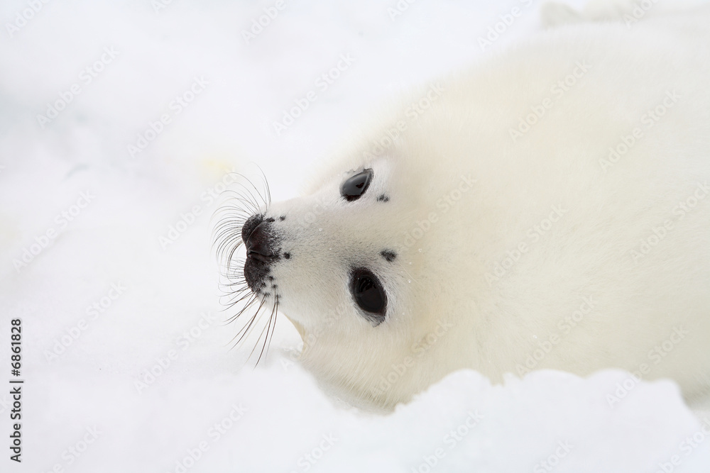 Naklejka premium Baby harp seal pup on ice of the White Sea 