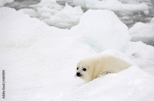 Dziecko harfa foka szczenię na lodzie Morza Białego