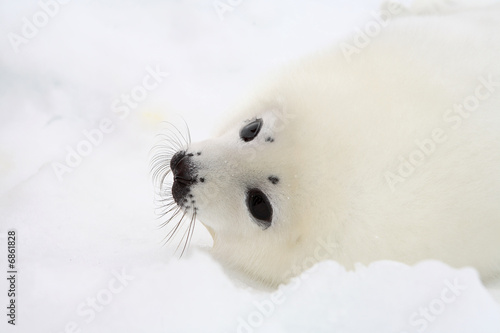 Baby harp seal pup on ice of the White Sea 