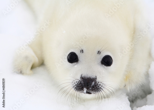 Baby harp seal pup on ice of the White Sea 
